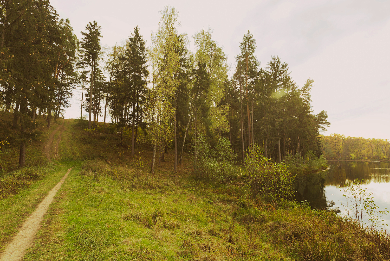 Forested peatland landscape with a path and a lakeshore in northern Europe