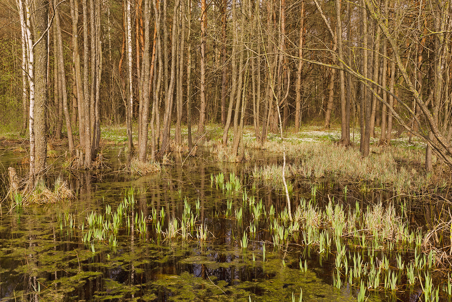 Waterlogged forest peatland with young wetland plants emerging in spring