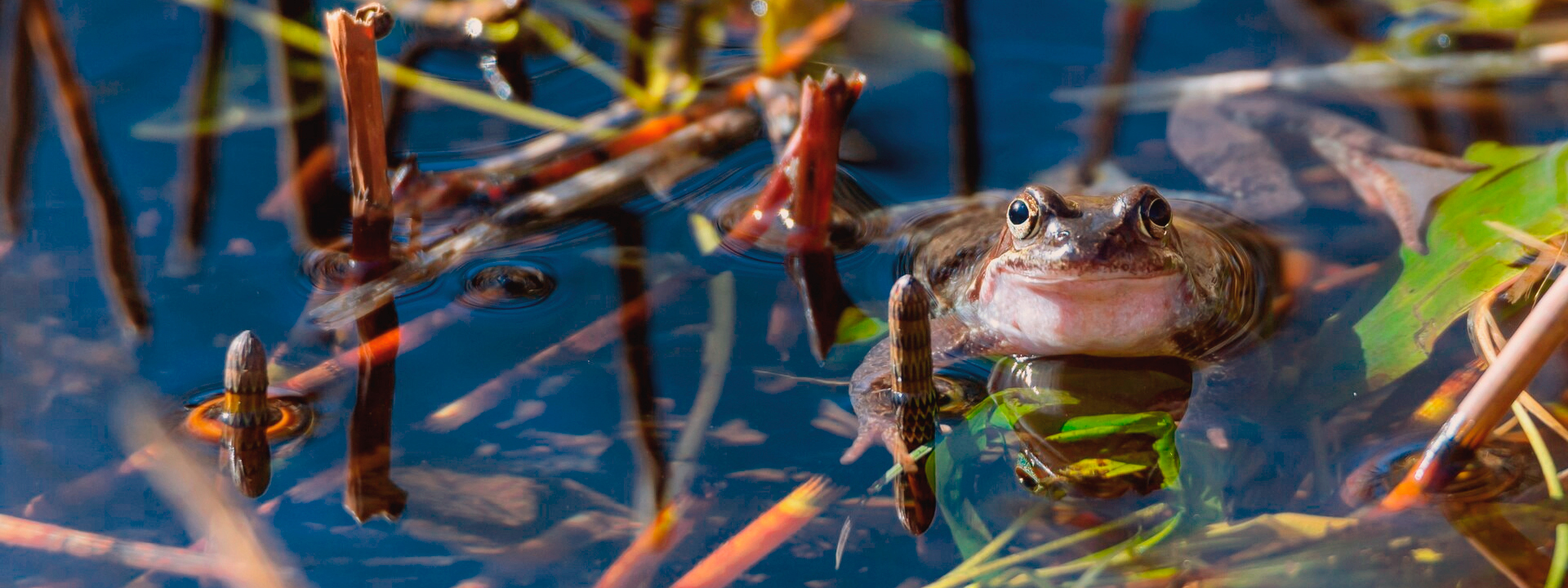 Frog in a forest peatland pond, symbolising wetland biodiversity