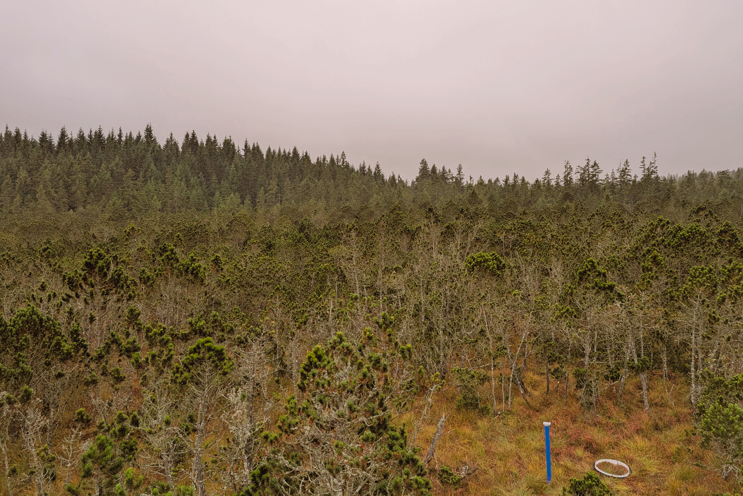 Forpeat pilot site
