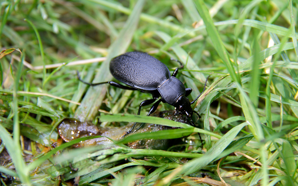Black ground beetle feeding on a slug among green grass