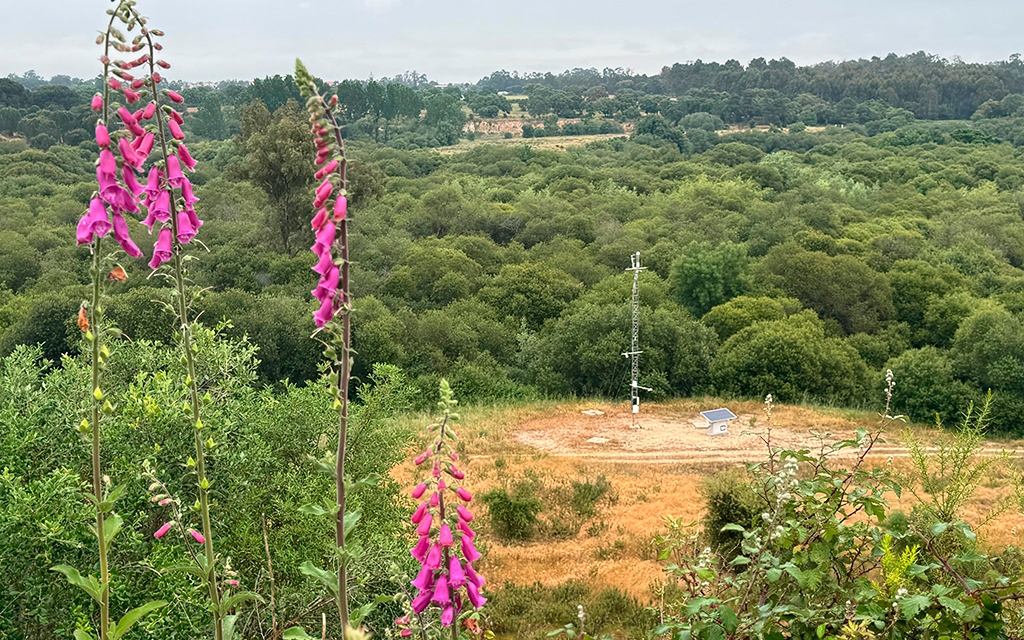 Forest landscape with pink foxgloves and a remote environmental monitoring station